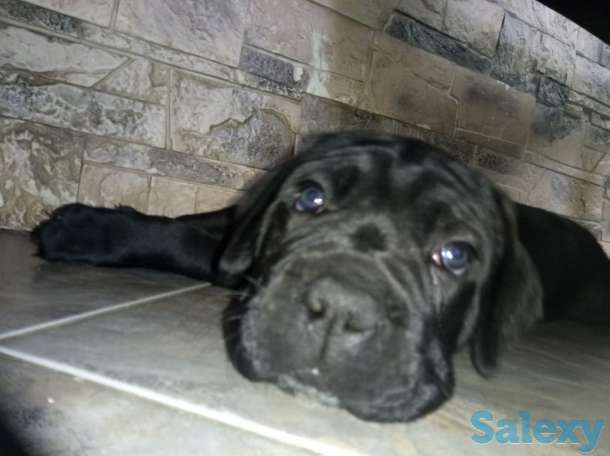 Продам алиментного щенка Кане Корсо, фотография 4