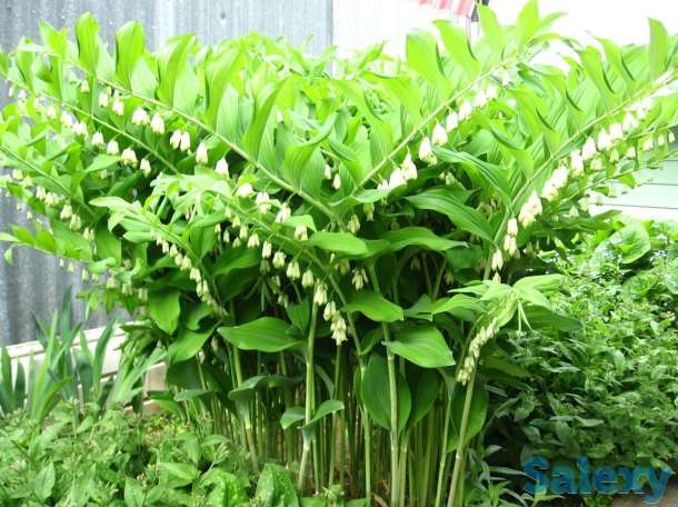 Продажа цветов, фотография 8