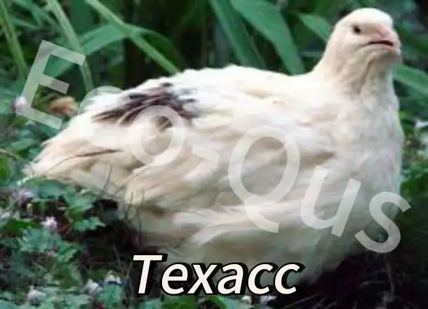 Перепелиные инкубационные яйца, фотография 2