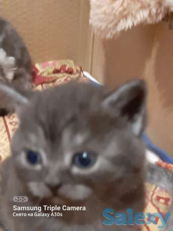 Продам котят мальчиков и девочек., фотография 6