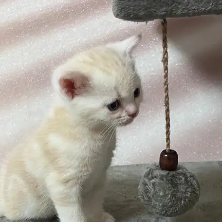 Шотландские котята, фотография 2