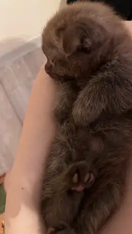 Шотландский шоколадный котёнок, 3 мес, мальчик, фотография 3