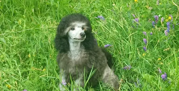 Породистые щенки малого и миниатюрного  карликового пуделя, фотография 7