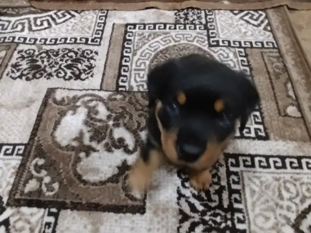 Продам, фотография 2