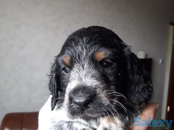 Продам щенков спаниеля, фотография 4