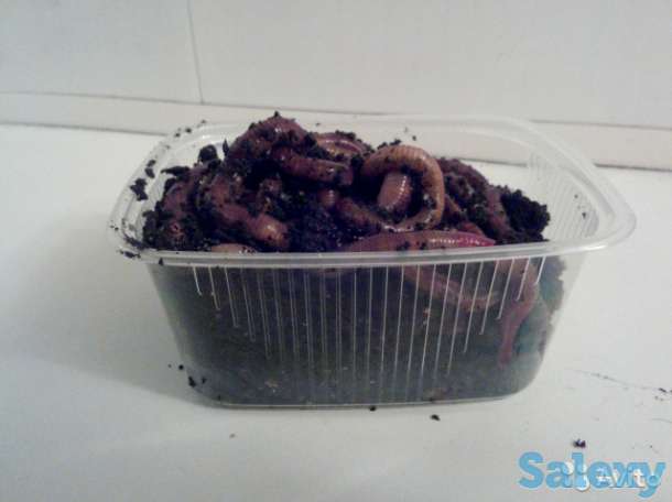 Черви навозные (живая наживка для рыбалки), фотография 1