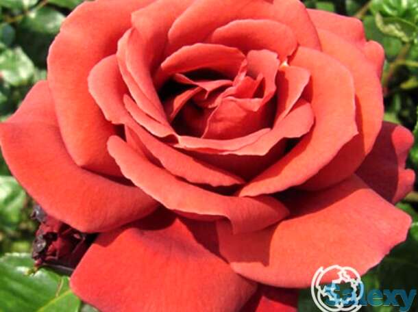 Роза терракота, мейян, фотография 1
