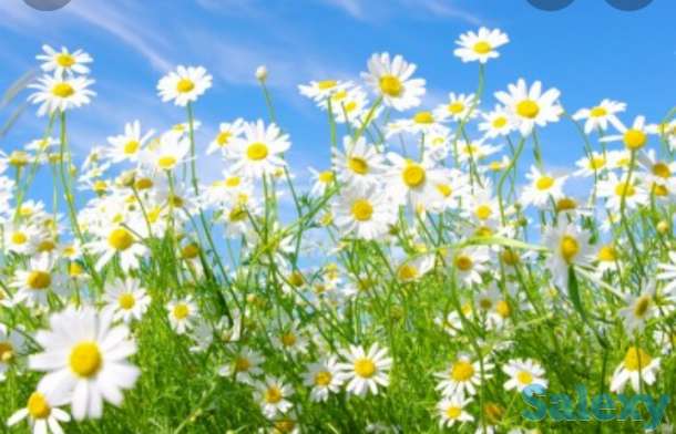 Семена Ромашка лекарственная/аптечная РСТ, Россия, фотография 1