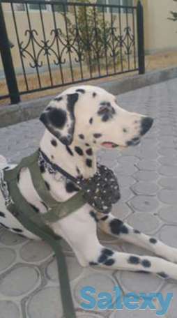 Продам далматина дешево, фотография 1