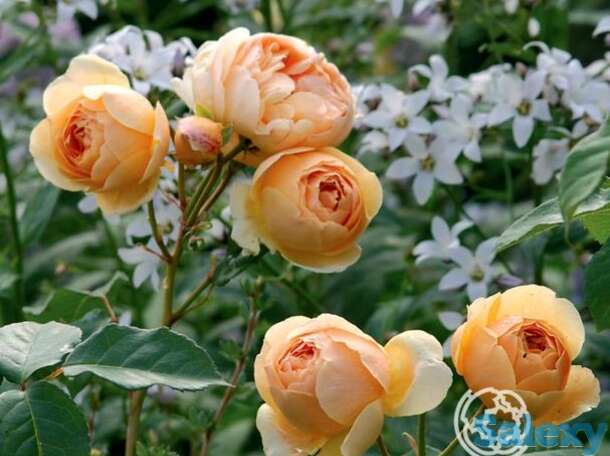 Роза джуд зе обскур, д.остин  кустарниковая, фотография 1