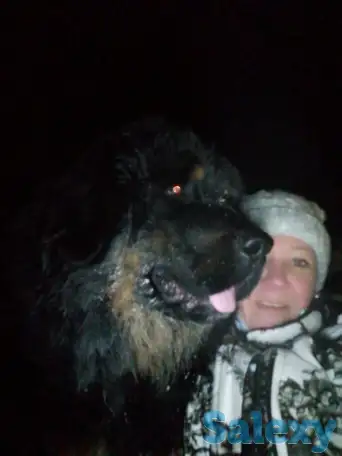 Продам щенков тибетский мастиф, фотография 10