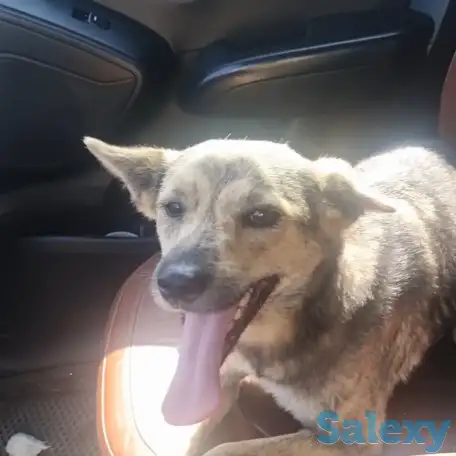 Чита ищет дом. Доставлю!, фотография 2