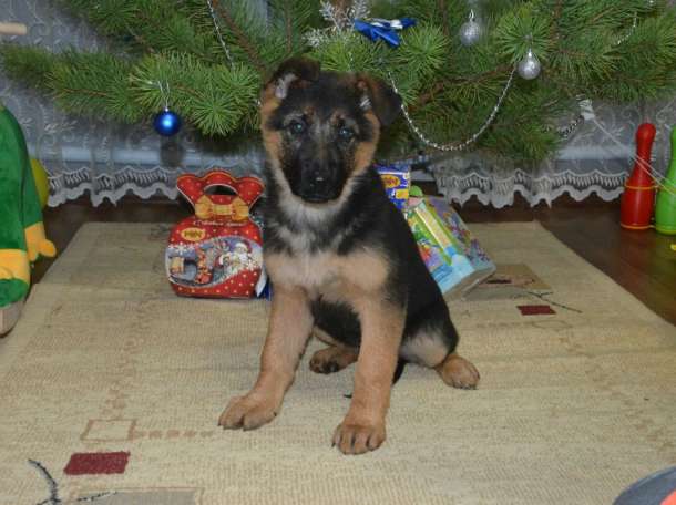 Щенки немецкой овчарки , фотография 5