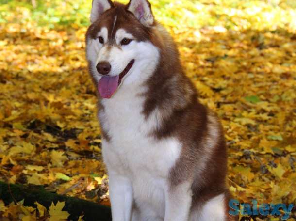 Породные щенки хаски, фотография 2