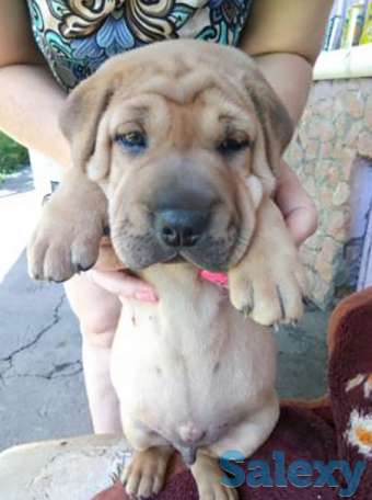 Щенки шарпея., фотография 1