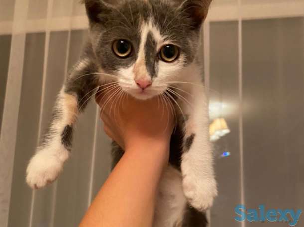 Отдам котенка в хорошие руки!, фотография 1