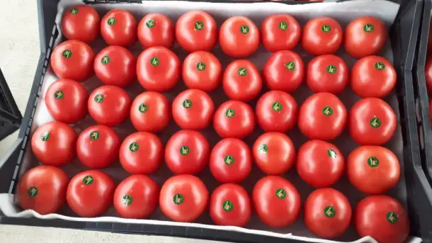 Продаю зелёные бобы Маш, фотография 1