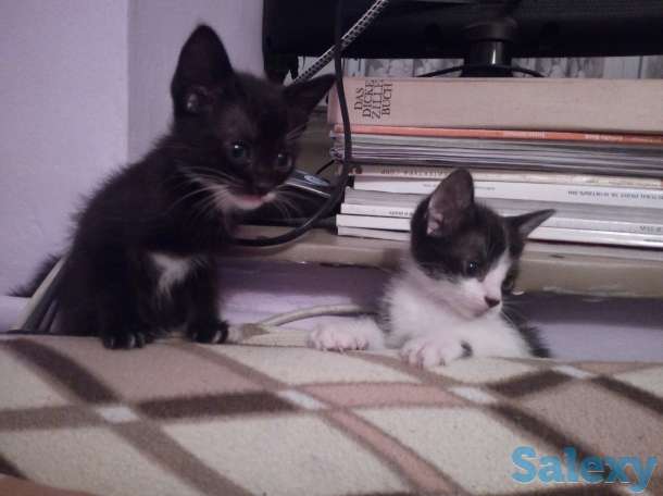 Котята в дар, фотография 1