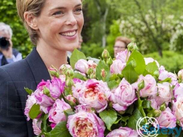 Роза жули андрие, дельбар, фотография 1