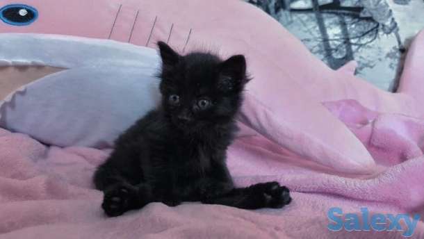 Прекрасные котята ищут любящую семью, фотография 3