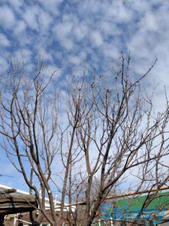 Обрезка плодовых и декоративных деревьев, фотография 1