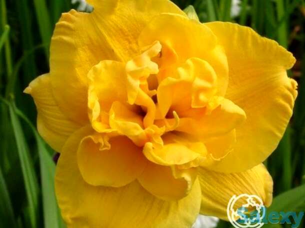 Лилейник патрисия джойо, фотография 1