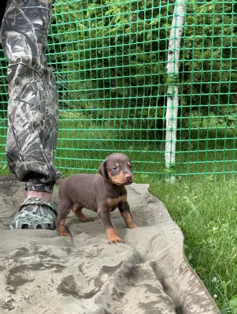 Щенки добермана, фотография 2