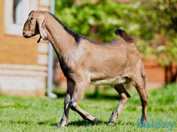 Племенные козы Англо-нубийскиой породы (скот из Европы класса Элита и Элита Рекорд), фотография 3