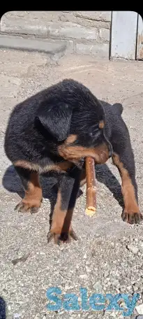 Продам чистокровный щенок ротвейлера мальчик 5,5 месяца., фотография 1