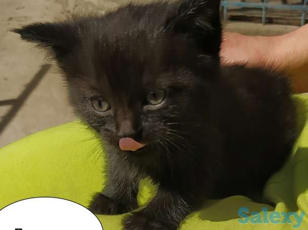 Отдам замечательных котят в добрые руки! Бесплатно! Мама тайская кошка, фотография 6