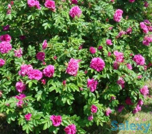 Семена Розы Морщинистой (шиповника) РСТ, Россия, фотография 1