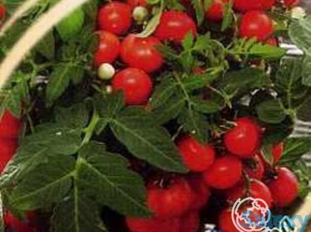 Семена Томат Бонсай, балконный, фотография 1