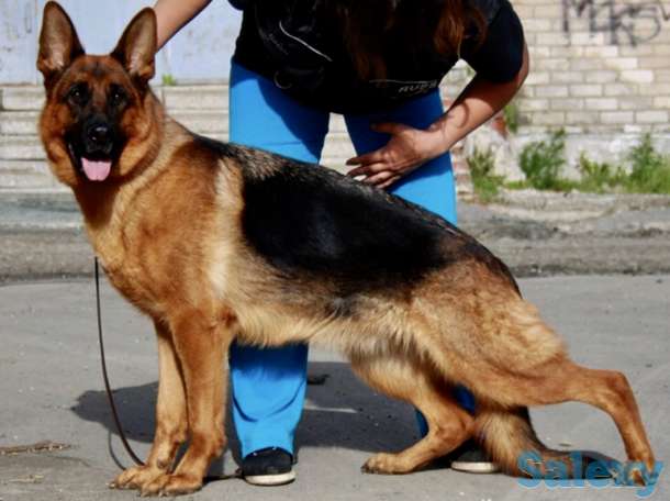 Щенки немецкой овчарки с родословной., фотография 1