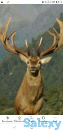 Пантокрин натуральный., фотография 1