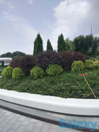 Ландшафтные работы. Озеленение., фотография 1