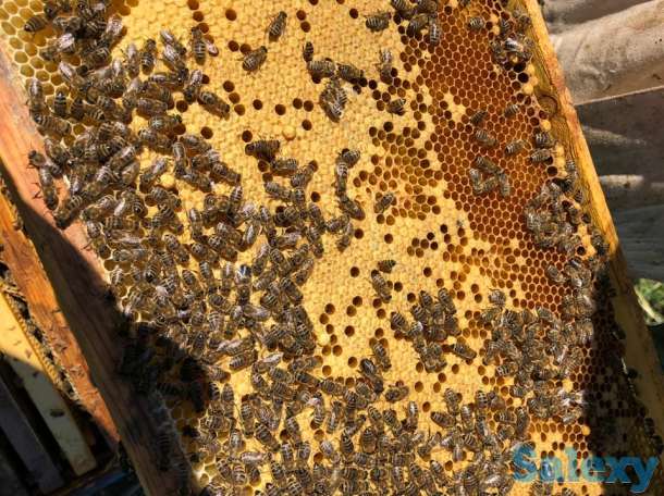 Натуральный, качественный мёд, фотография 2