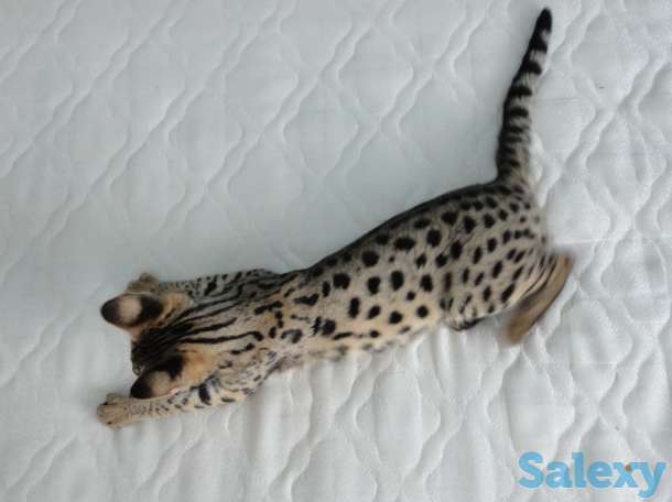 Саванна Ф1, Саванна, Savannah f1, фотография 5