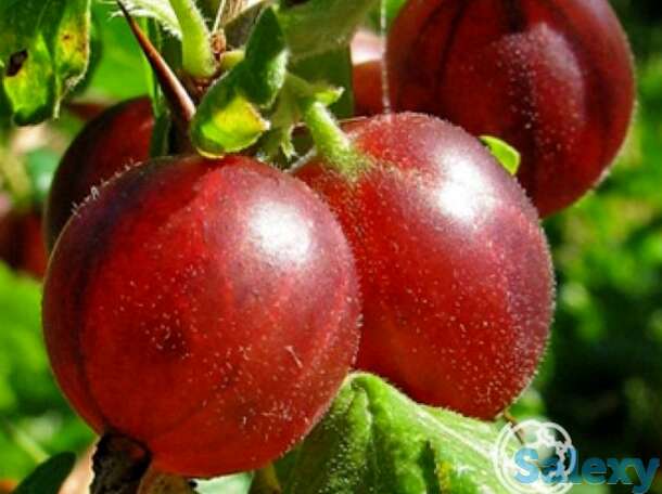 Крыжовник Белорусский красный, фотография 1