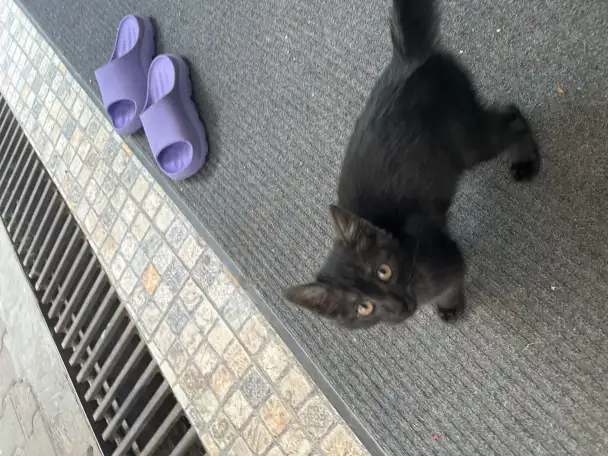 Отдам кошечку в добрые руки очень срочно, фотография 2