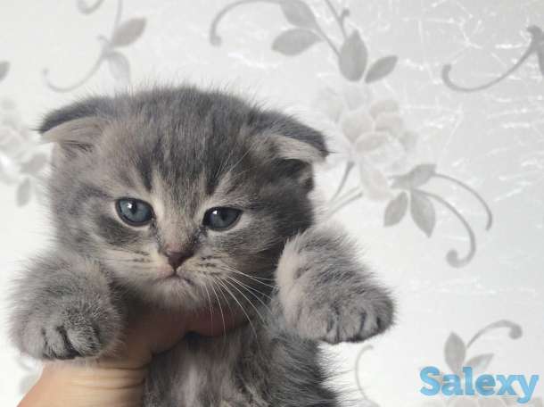 Продажа котят, фотография 1