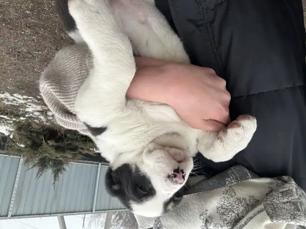 В продаже щенки Алабая, фотография 2