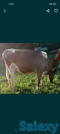 Продам коров, фотография 2