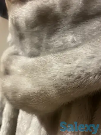 шуба норковая, фотография 3