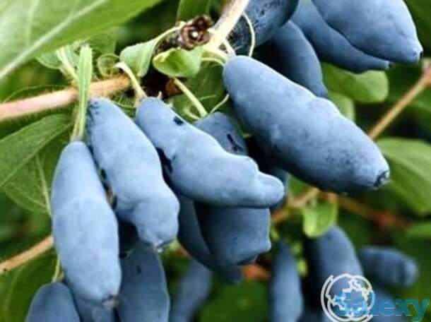 Жимолость Голубое веретено, фотография 1