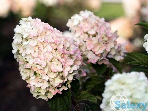 Гортензия литтл блоссом, фотография 1