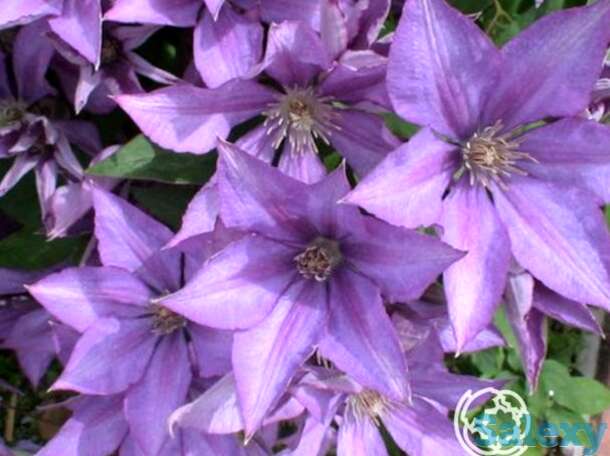 Клематис дороти валтон (3), фотография 1