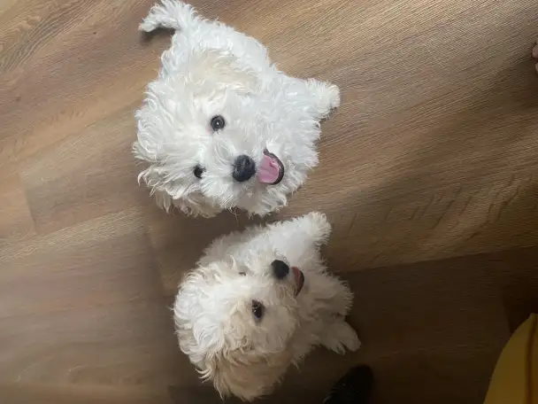 Щенки Бишон фризе, фотография 2