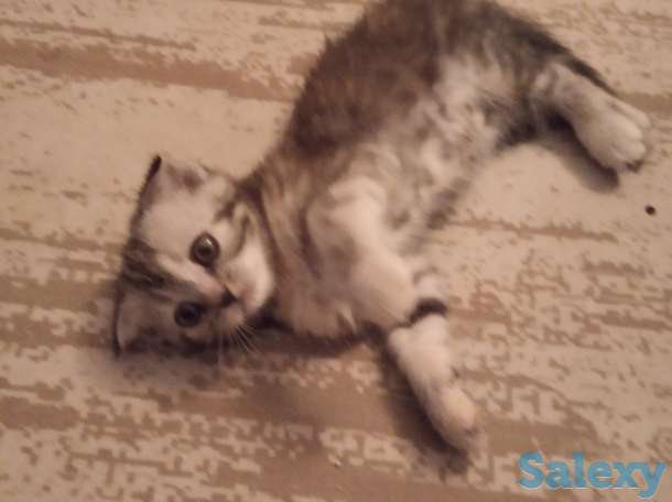 Продам вислоухих котят, фотография 2