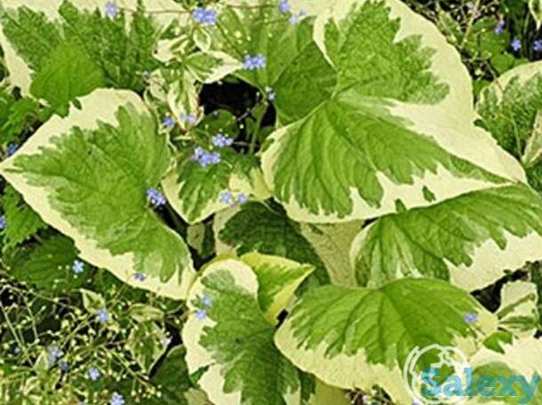 Бруннера хадспен крим, фотография 1