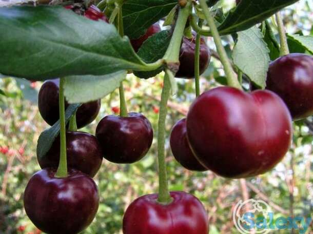 Вишня свердловчанка, фотография 1